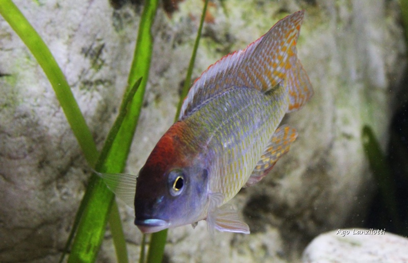 Lethrinops sp. 'red cap' Itungi
